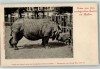 Berlin ca. 1900 Indian rhino