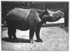 Berridge - London Zoo 1907