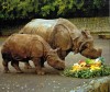Dvur Kralove - Indian rhino