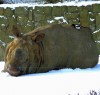 Indian rhino in snow