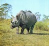 Indian rhino in India