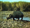 Indian rhino in landscape