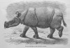 Javan rhino in London 1874