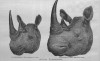 African rhino heads