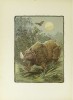Thompson 1909 Rhinoceros