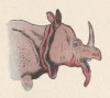 Rhino with open mouth