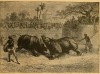 Rhino fight in Baroda 1876