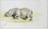 Foetus of white rhino