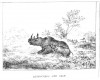 Rhino and calf 1872 Zimbabwe