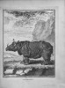 Buffon 1785 Rhinoceros