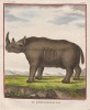 Buffon 1785 African Rhino