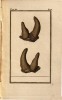 Holandre 1790 horns