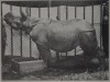 Cincinnati 1924 Indian Rhino