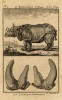 Buffon 1800 African Rhino