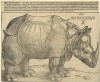 Dürer 1515 woodcut 2nd state
