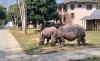 Nepal rescued young rhinos