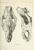 Brandt 1877 Rhinoceros merckii