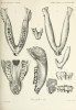 Brandt 1877 Rhinoceros merckii skull