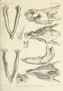Brandt 1877 Rhinoceros merckii and tichorhinus skull