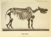 Brandt 1877 Rhinoceros tichorhinus skeleton