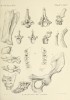 Brandt 1877 Rhinoceros merckii and tichorhinus