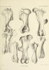 Brandt 1877 Rhinoceros tichorhinus