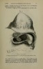 Beddard 1889 sumatrensis nasal diverticulum