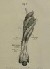 Beddard 1889 sumatrensis forelimb anterior