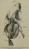 Beddard 1889 sumatrensis hindlimb