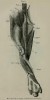 Beddard 1889 sumatrensis hindlimb (front)