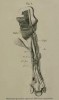 Beddard 1889 sumatrensis hindlimb (posterior)