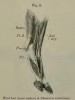Beddard 1889 sumatrensis hind foot