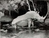 Pfeffer 1959 white rhino