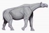 Paraceratherium (an attempt of reconstruction)