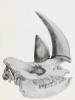 Drawing of black rhino skull