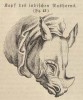 Masius 1862 Rhino head