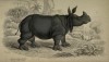 Jardine 1836 Indian Rhino