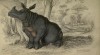 Jardine 1836 Liverpool Rhinoceros