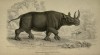 Jardine 1836 black rhino