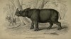 Jardine 1836 Sumatran rhino