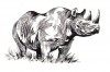 Clive Walker - standing black rhino