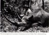 Black rhino - third longest horn