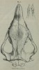 Gray 1867 floweri skull