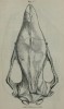 Gray 1867 nasalis skull
