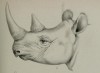 Sclater 1886 Head of black rhino