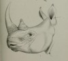 Sclater 1886 Head of white rhino