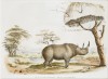 Harris 1841 africanus