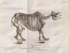 Cuvier 1822 skeleton bicornis