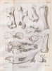 Cuvier 1822 plate 8