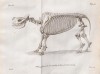Cuvier 1822 Black rhino skeleton